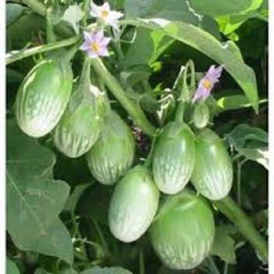 Paudha Green Brinjal Seed(25 per packet)