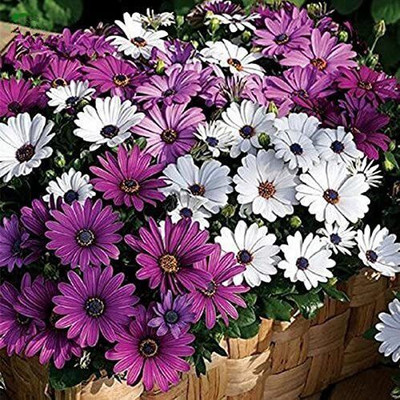 VibeX Daisy Seeds Osteospermum Seeds Mix Color Flower Seed(25 per packet)