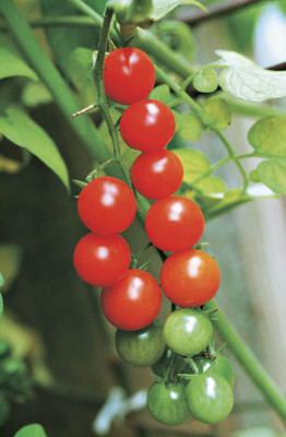 XOLDA Cherry Tomato Seed(25 per packet)