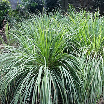 Mozetto Lemon Grass Seed(50 per packet)