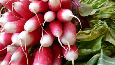 ginnienterpris Radish Breakfast Seed(170 per packet)