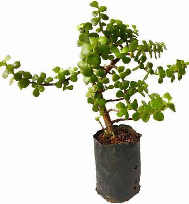 ADITYA GREEN PLANTS AGP Jade Plant(Pack of 1)