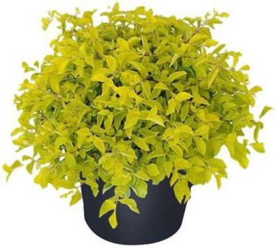 ADITYA GREEN PLANTS AGP Duranta Plant(Pack of 1)