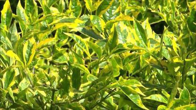ADITYA GREEN PLANTS AGP Duranta Plant(Pack of 1)
