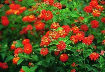 ADITYA GREEN PLANTS AGP Lantana Plant(Pack of 1)