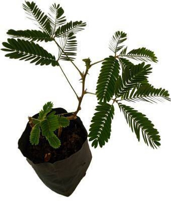 ADITYA GREEN PLANTS AGP Shy Plant(Pack of 1)