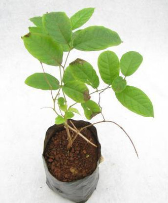 ADITYA GREEN PLANTS AGP Madhumalti/Rangoon Creeper(Pack of 1)