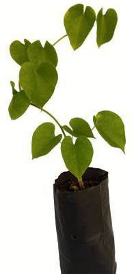 ADITYA GREEN PLANTS AGP Giloy Plant(Pack of 1)
