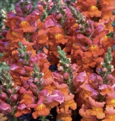 VibeX ICRA-1199-Antirrhinum - Liberty Bronze Seed(175 per packet)