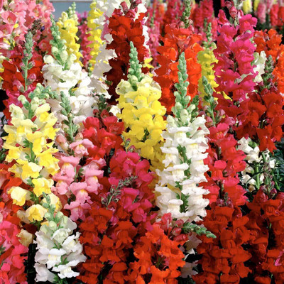 CRGO ANTIRRHINUM Seed(75 per packet)
