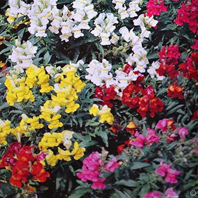 VibeX -1212-Dwarf Antirrhinum Snapdragons 'Magic Carpet' Seed(60 per packet)