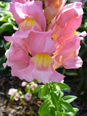 VibeX -1117-Antirrhinum - Liberty Seed(125 per packet)