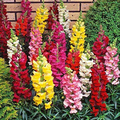 ACCELCROP Antirrhinum Rocket Mix Flower Seed(44 per packet)