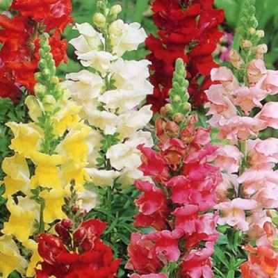 VibeX -1030-ANTIRRHINUM TOM THUMB MIXED FLOWER SEEDS GROWING HOME GARDEN FLOWERS Seed(75 per packet)