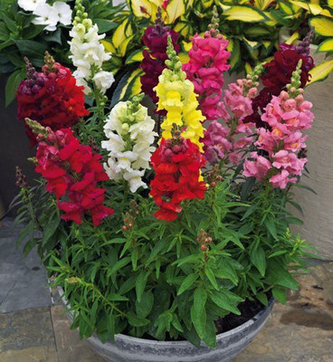 VibeX NBIR-360-Antirrhinum Dwarf Mixed Flower Seeds Kitchen Garden Seed(200 per packet)
