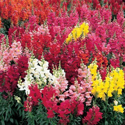 CYBEXIS Antirrhinum Flower Seeds Seed(1 g)