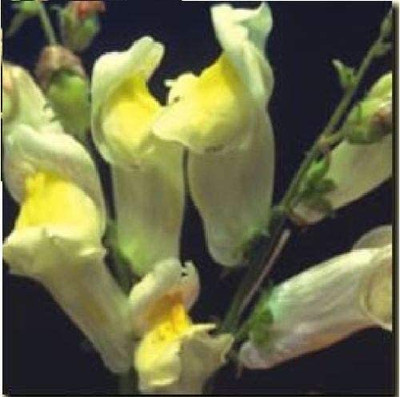 VibeX HUA-1423-Flower - Antirrhinum - Braun-Blanquettii Seed(175 per packet)