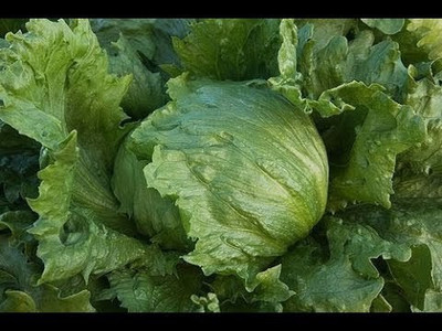 Greenry Lettuce iceburg Seed(300 per packet)
