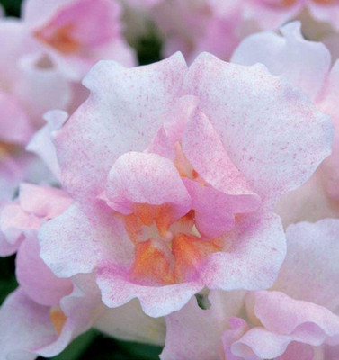 VibeX Antirrhinum Seed(175 per packet)