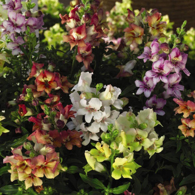 VibeX -1285-Antirrhinum 'Reminiscent Mixed' F1 Hybrid Seed(50 per packet)