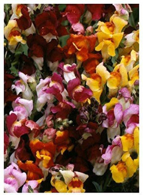 VibeX Snapdragon/Midget - Mixture (Antirrhinun majus Circus Clowns) Seed(30 per packet)