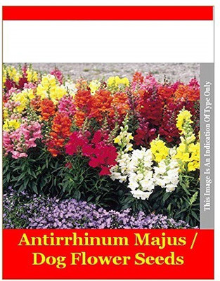 VibeX Tom Thumb Snapdragons Garden Seed(15 per packet)