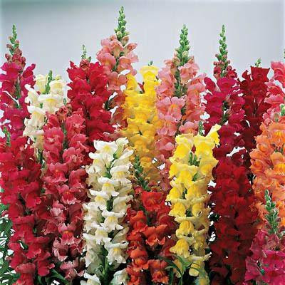 VibeX -606-ANTIRRHINUM DWARF MIXED FLOWER SEEDS Seed(150 per packet)