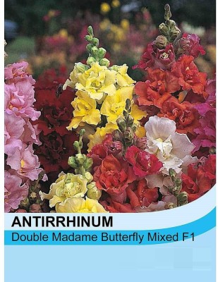 VibeX -491-ANTIRRHINUM-RAINBOW-MIX Seed(40 per packet)