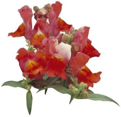 VibeX Antirrhinum - Floral Showers Deep Bronze Seed(40 per packet)