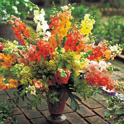 ACCELCROP Antirrhinum – Dog Flower Mixed F1 Hybrid Seeds For Home Gardening Seed(100 per packet)