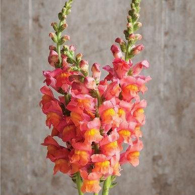 VibeX Antirrhinum - Liberty Seed(20 per packet)
