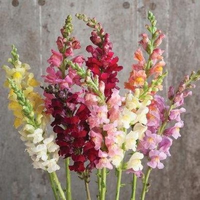 VibeX Antirrhinum - Liberty Seed(150 per packet)