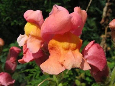 VibeX Antirrhinum nanum 'Frosted Flames' Snapdragon Flowers Half-Hardy Annual Garden Plants Grow Your Own Seed(125 per packet)