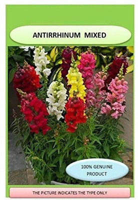 VibeX GBPT-364-Antirrhinum Majus Seeds For Plants Balcony Garden Seed(60 per packet)