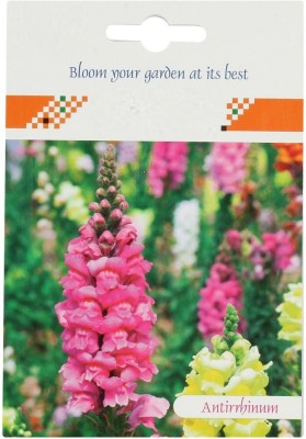 CYBEXIS Antirrhinum/Snapdragon/Dog Flower Dwarf Flower Seed(50 per packet)