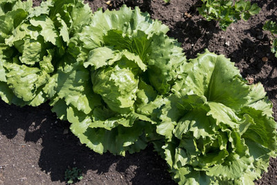 Paudha Lettuce iceburg Seed(36 per packet)