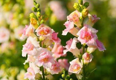 CYBEXIS Antirrhinum Majus Pots Of Plants Garden Seed(50 per packet)