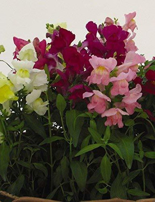 CYBEXIS Antirrhinum Snapshot Mix Flower Seeds Seed(50 per packet)