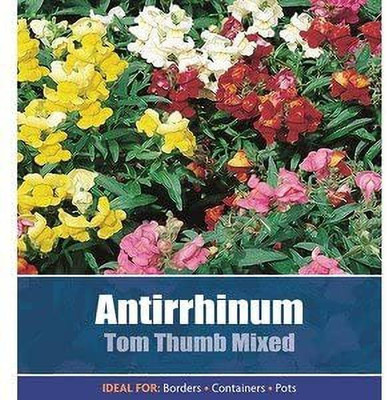 VibeX -1167-Antirrhinum Tom Thumb Snapdragons Garden Seed(175 per packet)