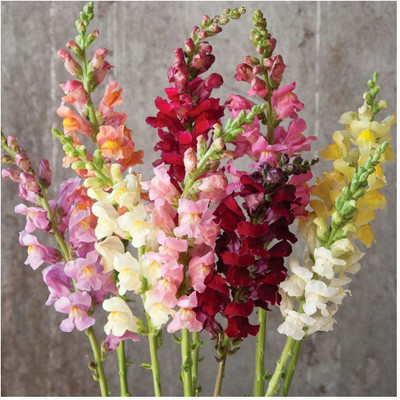 VibeX -72-ANTIRRHINUM Tom Thumb Dwarf Mix Seed(200 per packet)