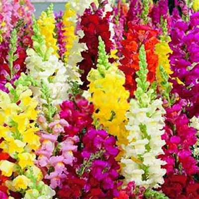 VibeX Antirrhinum Double Mixed Seed(175 per packet)
