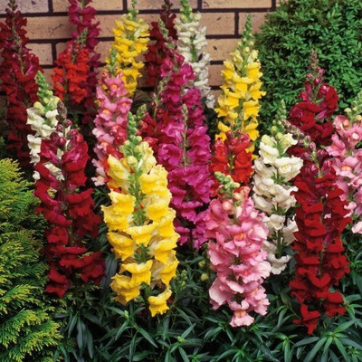 VibeX Antirrhinum Seed(5 per packet)