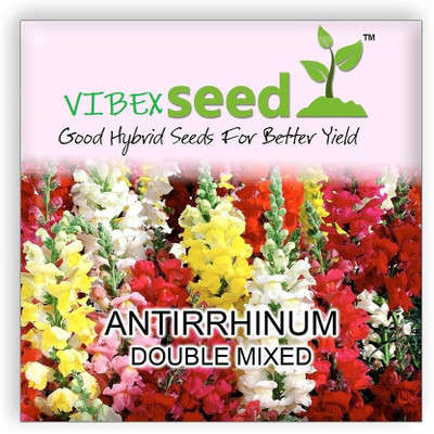 VibeX Mix Snapdragon Flower Seeds Seed(10 per packet)