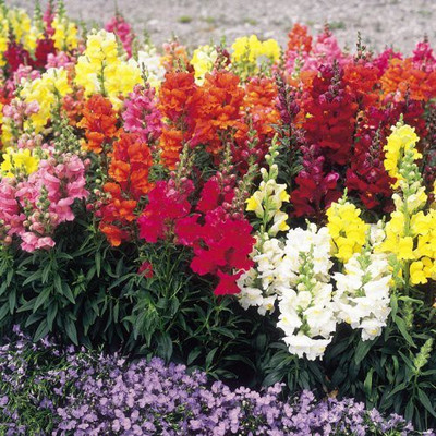 VibeX HUA-217-Hybrid Imported Flower Seeds Antirrhinum Double Mixed Seed(15 per packet)