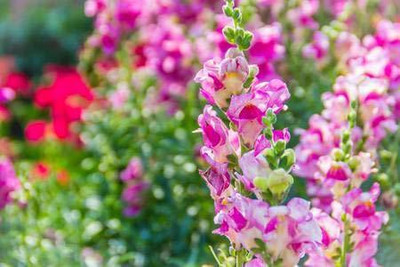 VibeX -Seeds Antirrhinum Double Mixed Seed(20 per packet)