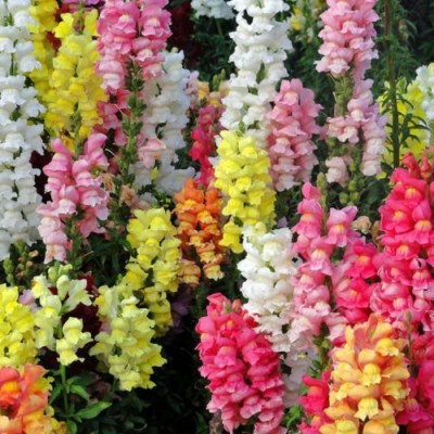 VibeX Antirrhinum majus Snapdragon Winter Flower Seeds Seed(125 per packet)