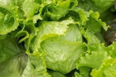 FRESHO lettuce Seed(150 per packet)