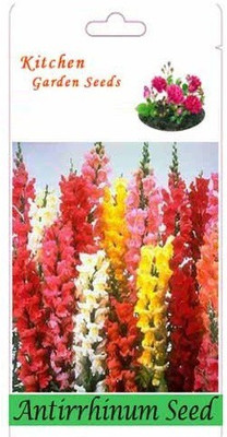 CYBEXIS Antirrhinum - Liberty Seed(50 per packet)