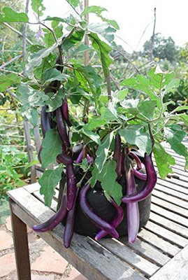 CYBEXIS XLR-23 - Brinjal Long F1 Hybrid - (1350 Seeds) Seed(1350 per packet)