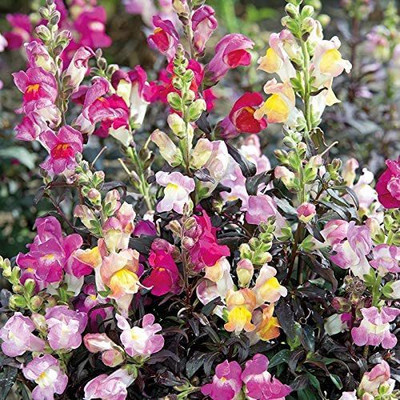VibeX PUAS-860-Seed ANTIRRHINUM Twilight Mix Seed Seed(60 per packet)